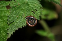 /album/nahlikova-senica-3-miesto-/chrobac-daj-mi-pokoj-jpg/